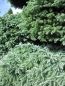 Preview: Chamaecyparis pisifera Boulevard Bonsai - Grüne Fadenzypresse - 275x140cm