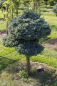 Preview: Chamaecyparis pisifera Boulevard Bonsai - Silberzypresse - 90x130
