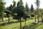 Preview: Chamaecyparis pisifera Boulevard Bonsai - Silberzypresse - 90x130