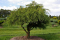 Preview: Chamaecyparis pisifera Filifera Nana Bonsai  - Grüne Zwergfadenzypresse - 150