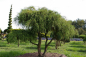 Preview: Chamaecyparis pisifera Filifera Nana Bonsai  - Grüne Zwergfadenzypresse - 150