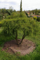 Preview: Chamaecyparis pisifera Filifera Nana Bonsai  - Grüne Zwergfadenzypresse - 150