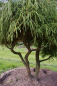 Preview: Chamaecyparis pisifera Filifera Nana Bonsai  - Grüne Zwergfadenzypresse - 150