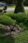 Preview: Juniperus media Mint Julep Bonsai - Mintfarbener Strauchwacholder - 100-120