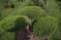 Preview: Juniperus media Mint Julep Bonsai - Mintfarbener Strauchwacholder - 100-120
