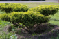 Preview: Juniperus media Sungold Bonsai  - Grüngelbe Fadenzypresse - 140
