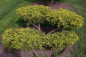 Preview: Juniperus media Sungold Bonsai  - Grüngelbe Fadenzypresse - 140