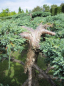 Preview: Juniperus squamata Blue Carpet - Blauer Kriechwacholder -  175-200