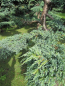 Preview: Juniperus squamata Blue Carpet - Blauer Kriechwacholder -  175-200