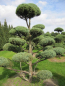 Preview: Juniperus virginiana Glauca Bonsai  - Blauer Virginia-Wacholder - 200-225