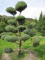 Preview: Juniperus virginiana Glauca Bonsai  - Blauer Virginia-Wacholder - 200-225
