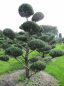 Preview: Juniperus virginiana Glauca Bonsai  - Blauer Virginia-Wacholder - 200-225
