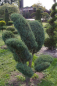 Preview: Juniperus virginiana Grey Owl Bonsai - Staruchwacholder Gray Owl -  150-175