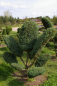 Preview: Juniperus virginiana Grey Owl Bonsai - Staruchwacholder Gray Owl -  150-175