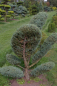 Preview: Juniperus virginiana Grey Owl Bonsai - Staruchwacholder Gray Owl -  150-175