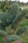 Preview: Juniperus virginiana Grey Owl Bonsai - Staruchwacholder Gray Owl -  150-175