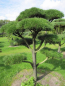 Preview: Pinus contorta Bonsai - Drehkiefer - Küstenkiefer - 150-200