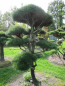 Preview: Pinus contorta Bonsai - Drehkiefer - Küstenkiefer - 150-200