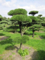 Preview: Pinus contorta Bonsai - Drehkiefer - Küstenkiefer - 150-200