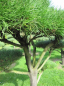 Preview: Pinus contorta Bonsai - Drehkiefer - Küstenkiefer - 150-200