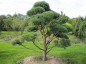 Preview: Pinus contorta Bonsai - Drehkiefer - Küstenkiefer - 300-400