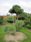 Preview: Pinus contorta Bonsai - Drehkiefer - Küstenkiefer - 300-400
