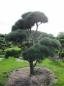 Preview: Pinus contorta Bonsai - Drehkiefer - Küstenkiefer - 300-400
