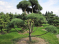 Preview: Pinus contorta Bonsai - Drehkiefer - Küstenkiefer - 300-400