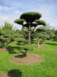 Preview: Pinus contorta Bonsai - Drehkiefer - Küstenkiefer - 350-400