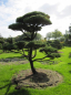 Preview: Pinus contorta Bonsai - Drehkiefer - Küstenkiefer - 350-400