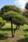 Preview: Pinus mugo Mops Bonsai - Zwergkiefer Mops - 150-175