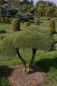 Preview: Pinus mugo Mops Bonsai - Zwergkiefer Mops - 150-175