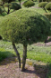 Preview: Pinus mugo Mops Bonsai - Zwergkiefer Mops - 150-175