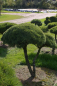 Preview: Pinus mugo Mops Bonsai - Zwergkiefer Mops - 150-175