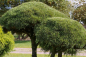 Preview: Pinus mugo Mops Bonsai - Zwergkiefer Mops - 150-175