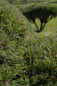 Preview: Pinus mugo Mops Bonsai - Zwergkiefer Mops - 150-175