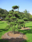 Preview: Pinus mugo Bonsai - Bergkiefer - Bergföhre -  300-350