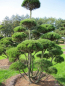 Preview: Pinus mugo Bonsai - Bergkiefer - Bergföhre -  300-350