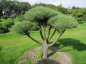 Preview: Pinus sylvestris Norske Typ Bonsai  - Skandinavische Waldkiefer - 175-200