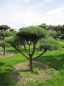 Preview: Pinus sylvestris Norske Typ Bonsai  - Skandinavische Waldkiefer - 175-200