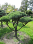 Preview: Pinus sylvestris Norske Typ Bonsai  - Skandinavische Waldkiefer - 175-200