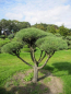 Preview: Pinus sylvestris Norske Typ Bonsai  - Skandinavische Waldkiefer - 175-200
