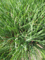 Preview: Pinus sylvestris Norske Typ Bonsai  - Skandinavische Waldkiefer - 175-200