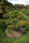 Preview: Taxus baccata Aurea Bonsai - Goldeibe - 140