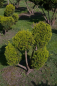Preview: Taxus baccata Washingtonii Bonsai -  Straucheibe Washingtonii - 100x80