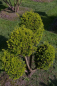 Preview: Taxus baccata Washingtonii Bonsai -  Straucheibe Washingtonii - 100x80