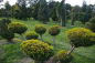 Preview: Washingtonii Bonsai- Straucheibe -  130x80