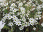 Preview: Clematis Michiko Evpo044(N) Boulevard™ - Waldrebe 60-80 cm weiße Blüte