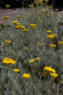 Preview: Helichrysum italicum - Currykraut - Strauchstrohblume