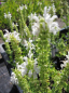 Preview: Salvia nemorosa Schneehügel - Steppen-Salbei -Sommer-Salbei -